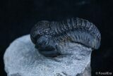 Good Sized Gerastos Trilobite From Morocco #2077-2